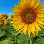 Agroturismo Salcino Grosseto