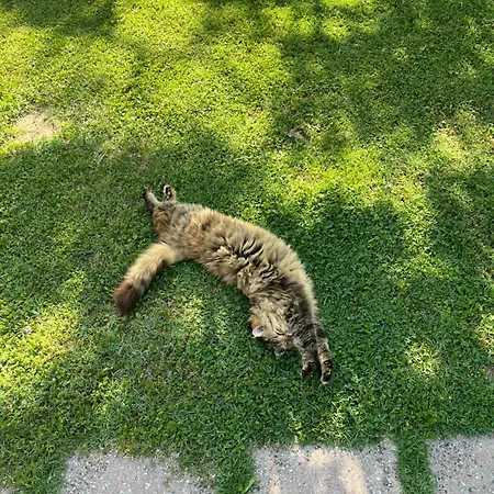 Salcino *